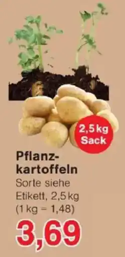 Jawoll Pflanz kartoffeln Angebot