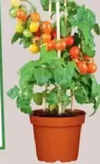 Jawoll Balkon- Tomaten Angebot