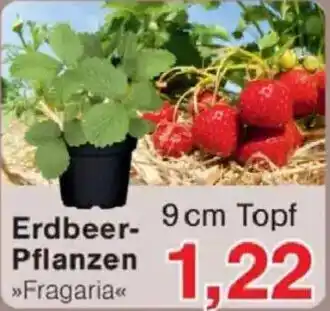 Jawoll Erdbeer- Pflanzen Angebot