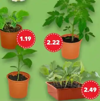 Kaufland Gemüsepflanzen Angebot