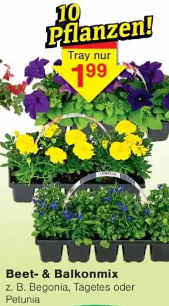 Wiglo Wunderland Beet- & Balkonmix Angebot