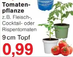 Wiglo Wunderland Tomaten- pflanze Angebot
