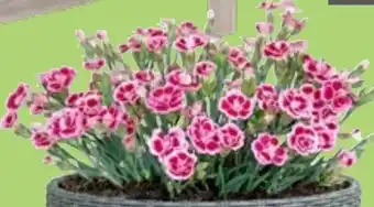 Thomas Philipps Nelken Dianthus Pink Kisses Angebot