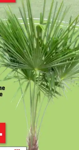 Thomas Philipps Chinesische Hanfpalme Angebot