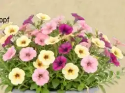 Thomas Philipps Petunien Angebot