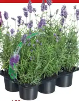 toom Baumarkt Lavendel Angebot