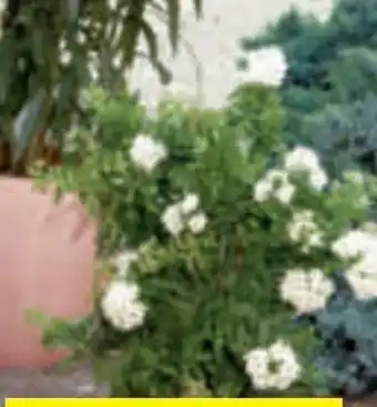 toom Baumarkt Oleander Angebot