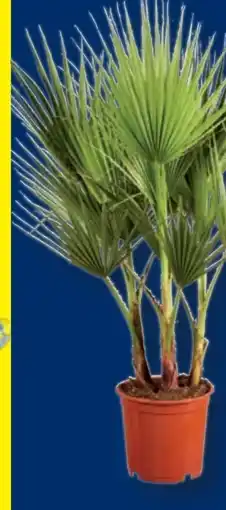 Lidl Winterharte Palme Angebot