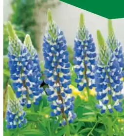 toom Baumarkt Lupine Angebot