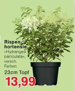 Wiglo Wunderland Rispenhortensie Angebot