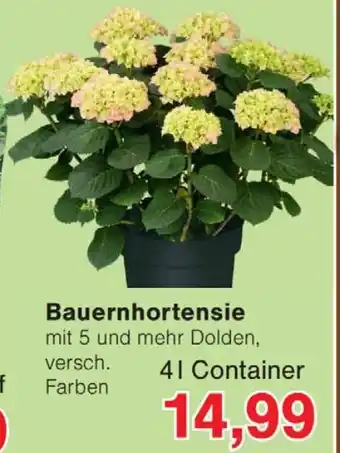 Wiglo Wunderland Bauernhortensie Angebot