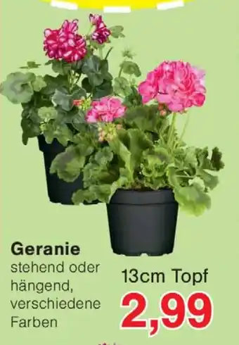 Wiglo Wunderland Geranie Angebot