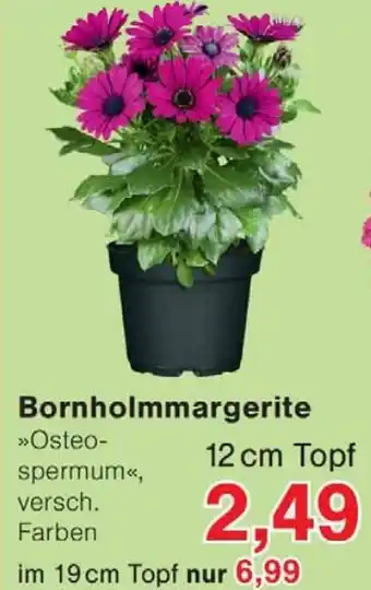 Wiglo Wunderland Bornholmmargerite Angebot
