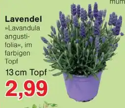 Wiglo Wunderland Lavendel Angebot
