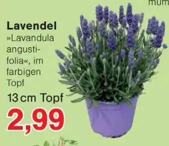Wiglo Wunderland Lavendel Angebot