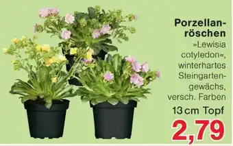 Wiglo Wunderland Porzellanröschen Angebot