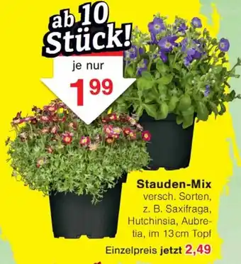 Wiglo Wunderland Stauden-Mix Angebot