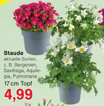Wiglo Wunderland Staude Angebot