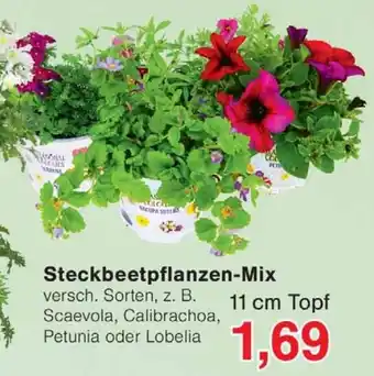 Wiglo Wunderland Steckbeetpflanzen-Mix Angebot