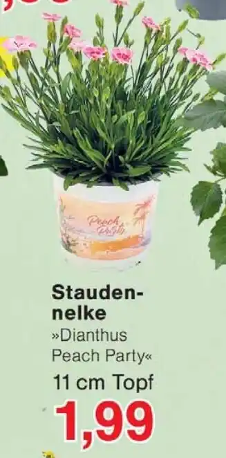 Wiglo Wunderland Staudennelke Angebot