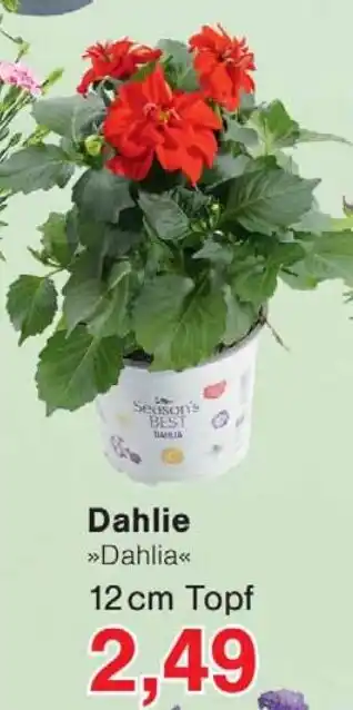 Wiglo Wunderland Dahlie Angebot