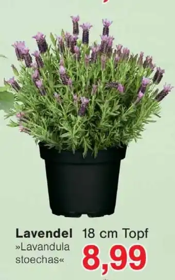 Wiglo Wunderland Lavendel Angebot