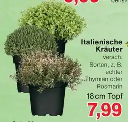 Wiglo Wunderland Italienische Kräuter Angebot