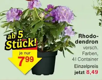 Wiglo Wunderland Rhododendron Angebot