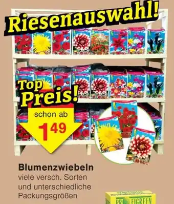 Wiglo Wunderland Blumenzwiebeln Angebot