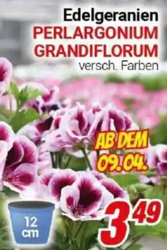 CENTERSHOP Edelgeranien PERLARGONIUM GRANDIFLORUM Angebot