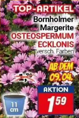 CENTERSHOP Bornholmer Margerite OSTEOSPERMUM ECKLONIS Angebot