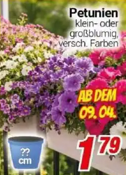 CENTERSHOP Petunien Angebot