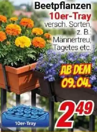 CENTERSHOP Beetpflanzen 10er-Tray Angebot