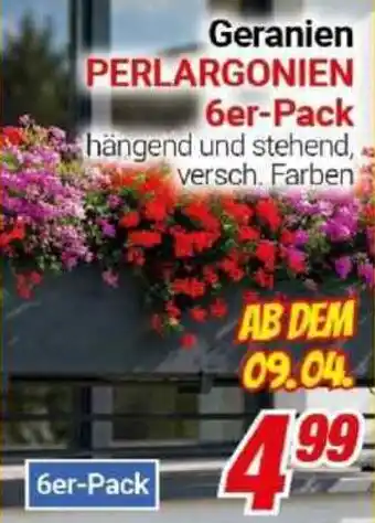 CENTERSHOP Geranien PERLARGONIEN Angebot