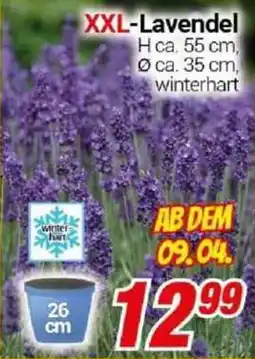 CENTERSHOP XXL-Lavendel Angebot