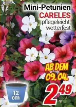 CENTERSHOP Mini-Petunien CARELES Angebot