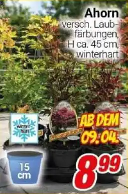 CENTERSHOP Ahorn Angebot