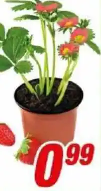 CENTERSHOP Erdbeerpflanze Angebot