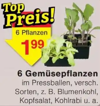 Wiglo Wunderland 6 Gemüsepflanzen Angebot
