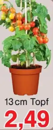 Wiglo Wunderland Balkon Tomaten Angebot