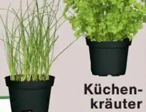 Wiglo Wunderland Küchenkräuter Angebot