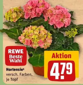 REWE Hortensie Angebot