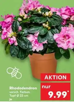 Kaufland Rhododendron Angebot
