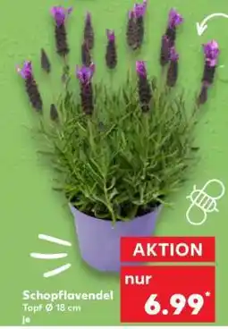 Kaufland Schopflavendel Angebot