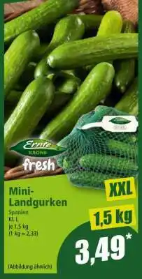 Norma Mini-Landgurken Angebot