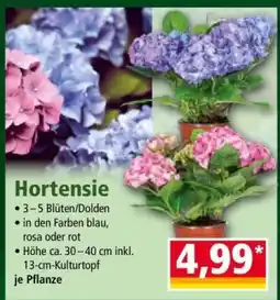 Norma Hortensie Angebot