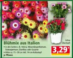 Norma Blühmix aus Italien Angebot