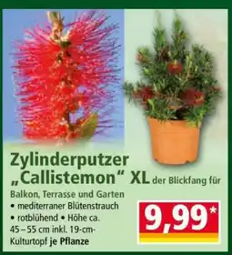Norma Zylinderputzer „Callistemon“ XL Angebot