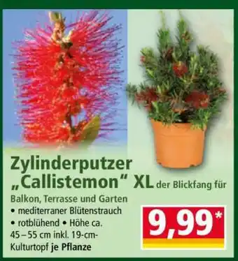 Norma Zylinderputzer „Callistemon“ XL Angebot