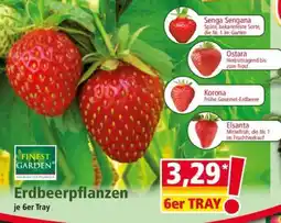 Norma Erdbeerpflanzen je 6er Tray Angebot